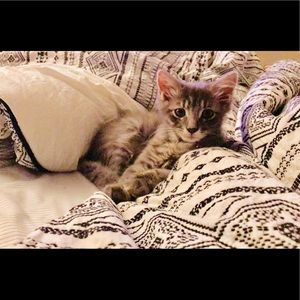 Meet your Posher, Kim